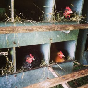 Polyface Farm Summer Internship: Week Sixteen Image